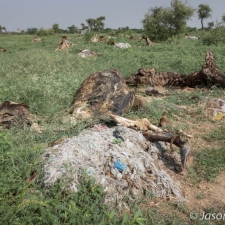 Bovine Charnel Ground