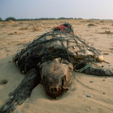 Sea Turtle in a Fishing Net