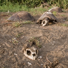 Sea Turtle Remains