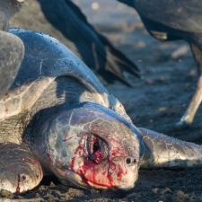 Two Vultures and a Turtle