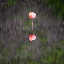 Flamingo Monopod