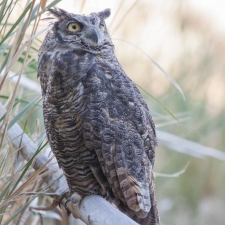 Great Horned Owl