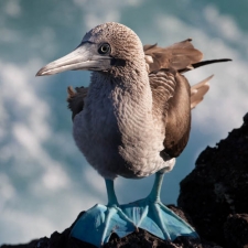 Majestic Booby