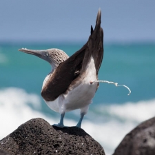 Poopin Booby