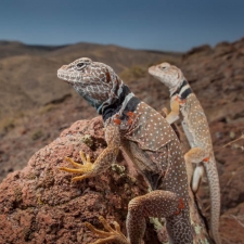 Collared Couple