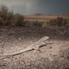 Evening Storm with Leopard Lizard