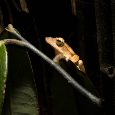 Four-Lined Tree Frog