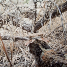 Horned Lizard Eye View