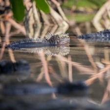 Mangrove Hangout