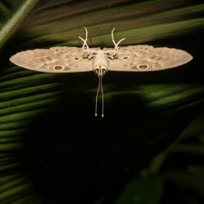 Butterfly Under a Heliconia Leaf