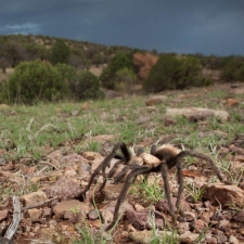 The Tarantula and the Storm