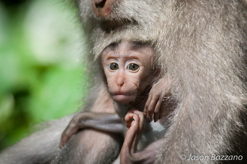 Baby Monkeys Look Like Old Men
