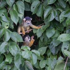 A Break in the Vegetation