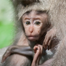 Baby Monkeys Look Like Old Men