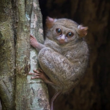 Spectral Tarsier at Dusk