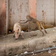 Monkey Tackling a Pig