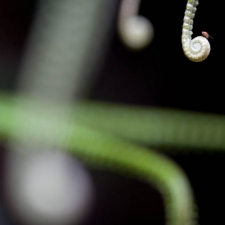 Fiddleheads and a Fruit Fly