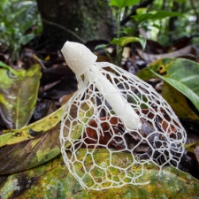 Veiled Stinkhorn