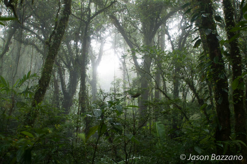 Cloud Forest Morning