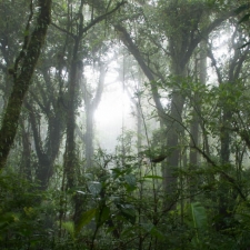 Cloud Forest Morning