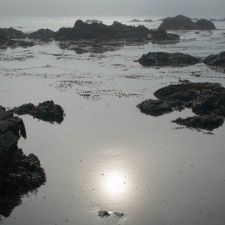 Seaweed and Fog