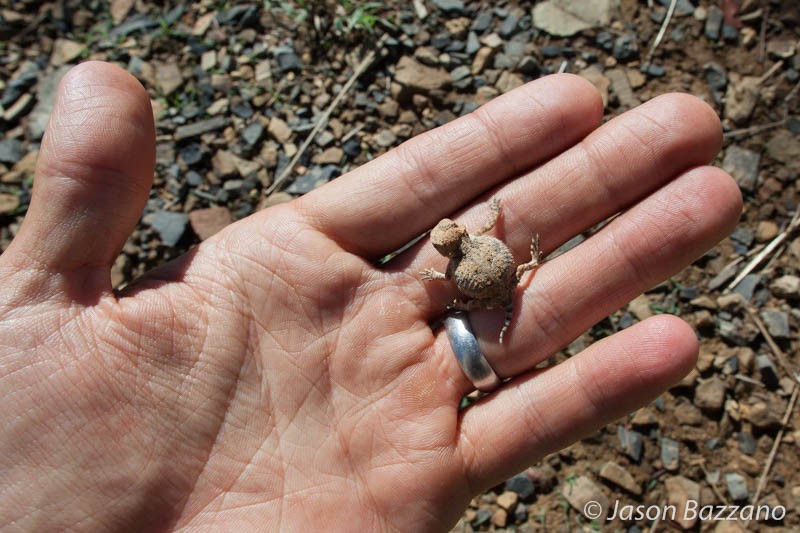 Adorable baby lizard.