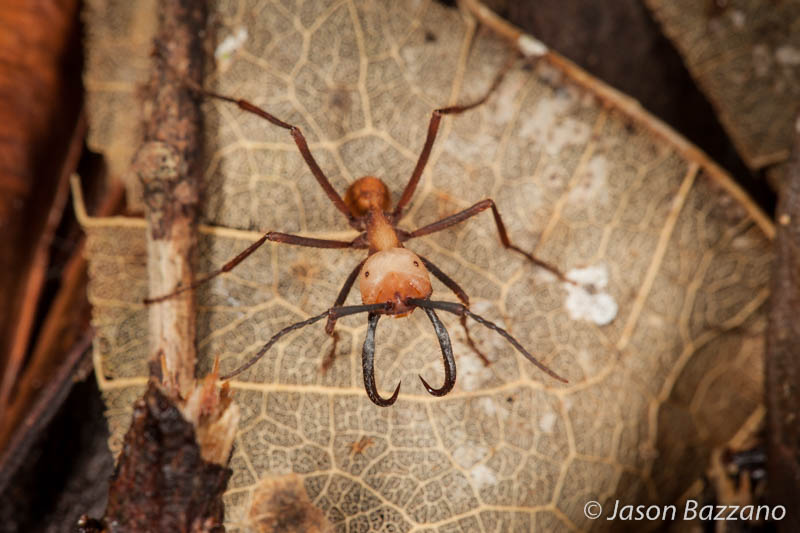 The science of macro photography.