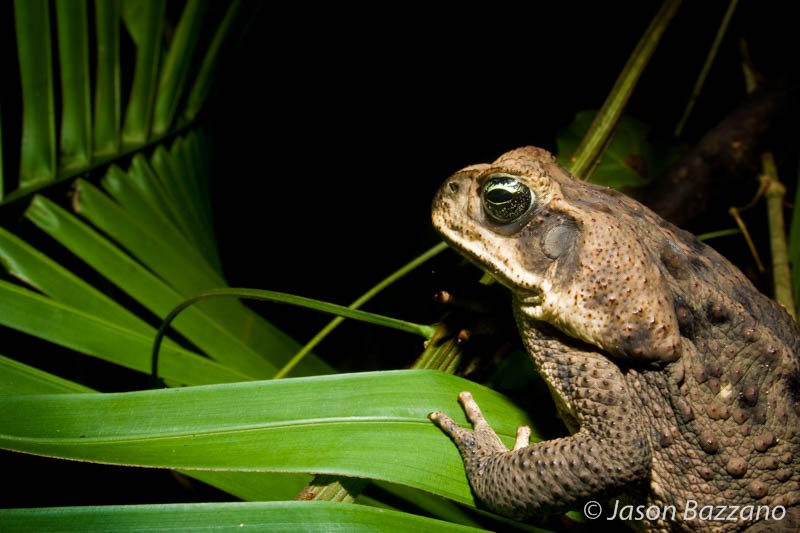 Cane toad