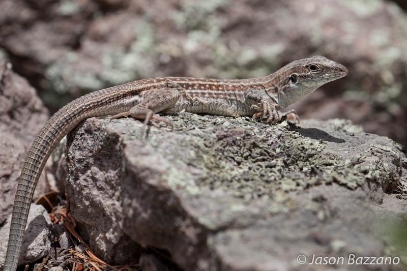 Chihuahuan spotted whiptail