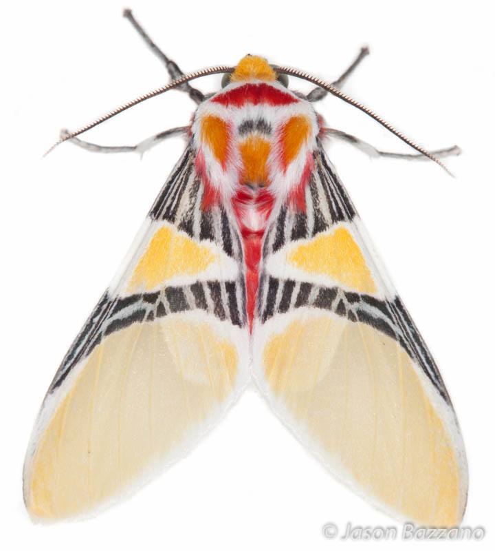 Moths are typically well-represented when black lighting.