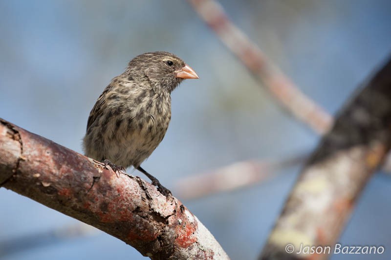 Darwin's Finch (Geospiza fuliginosa)