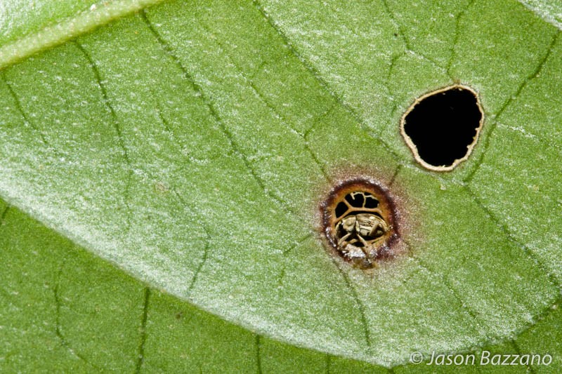 This small weevil was oriented in the same plane as the leaf, enabling a relatively low f-number.