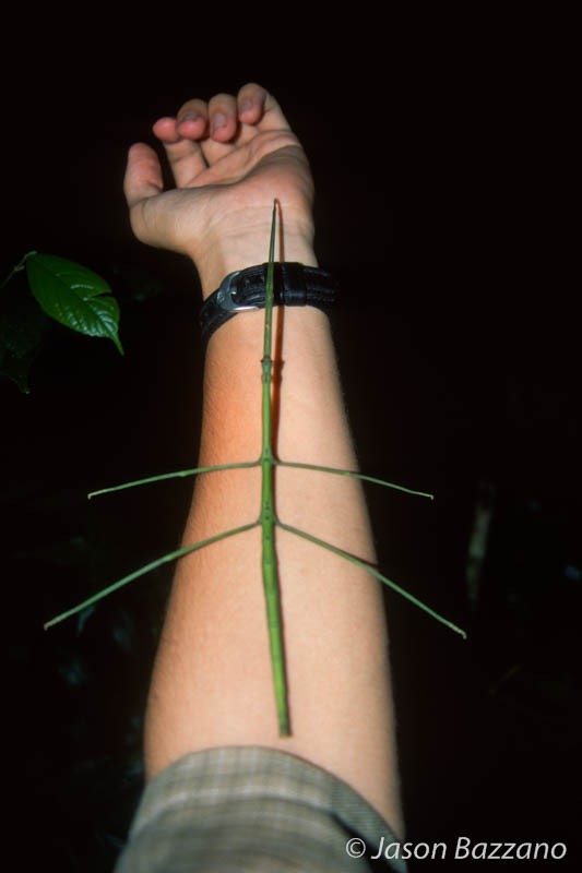 Trite, formulaic, snapshot of a walking stick as long as my forearm.
