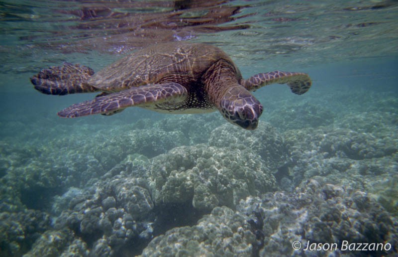 Green Sea Turtle