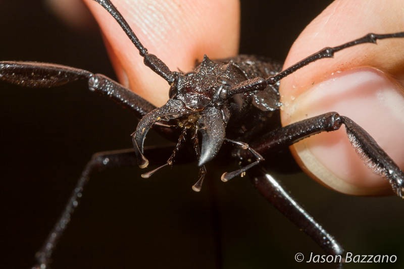 A large long-horned wood-boring beetle.