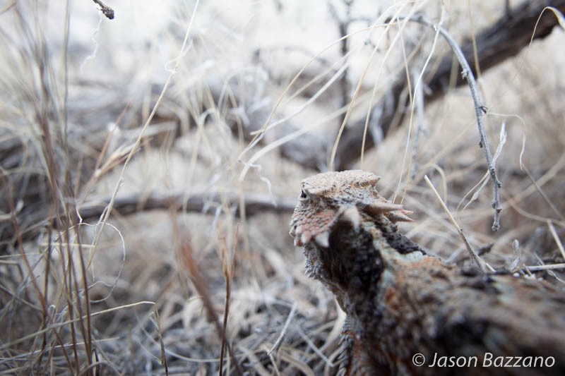 If you can get close enough to a critter with a wide angle lens, you can incorporate the background to contextualize the subject.