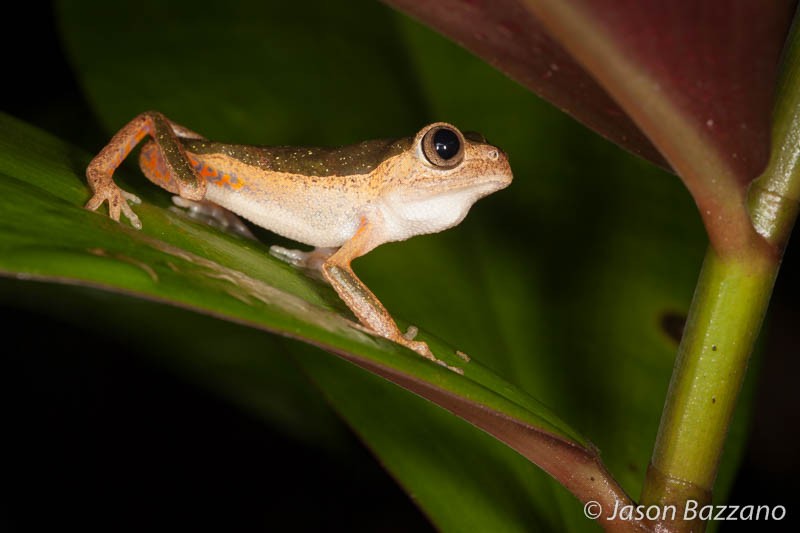 3-dimensional subjects often demand a higher f-number to capture sufficient detail (this jaguar leaf frog was photographed at f/13).