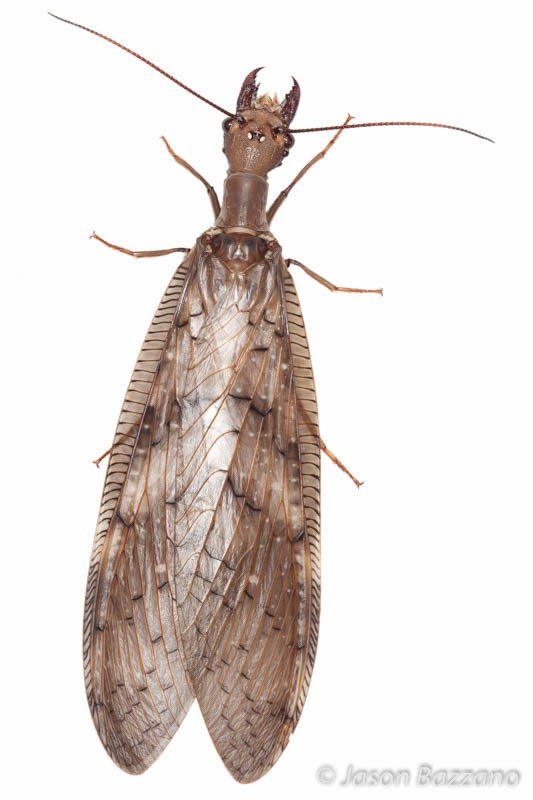 Dobsonflies are so awesome.