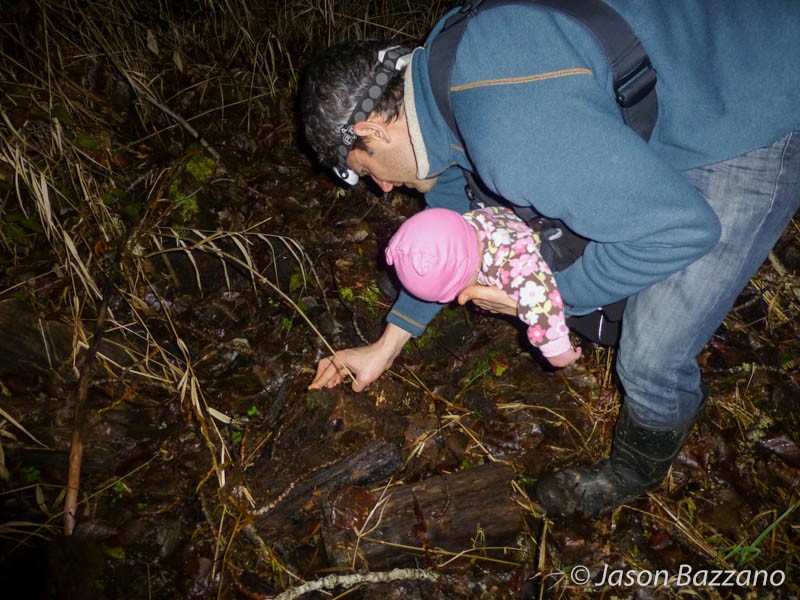 Looking for salamanders.