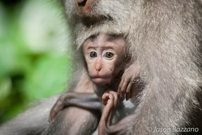 Baby Monkeys Look Like Old Men