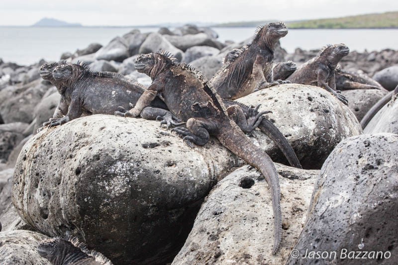 Marine Iguanas!