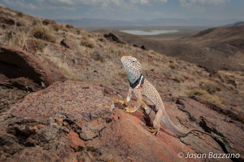 Wide open spaces and a lizard.