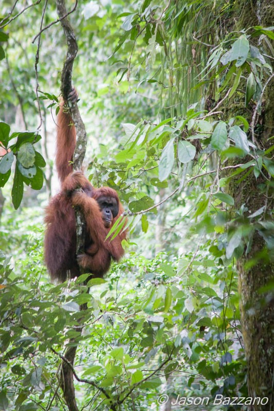 Seeing a wild orangutan brachiate by my camp is one of many experiences I wouldn’t have had without lugging a bunch of gear into the jungle.